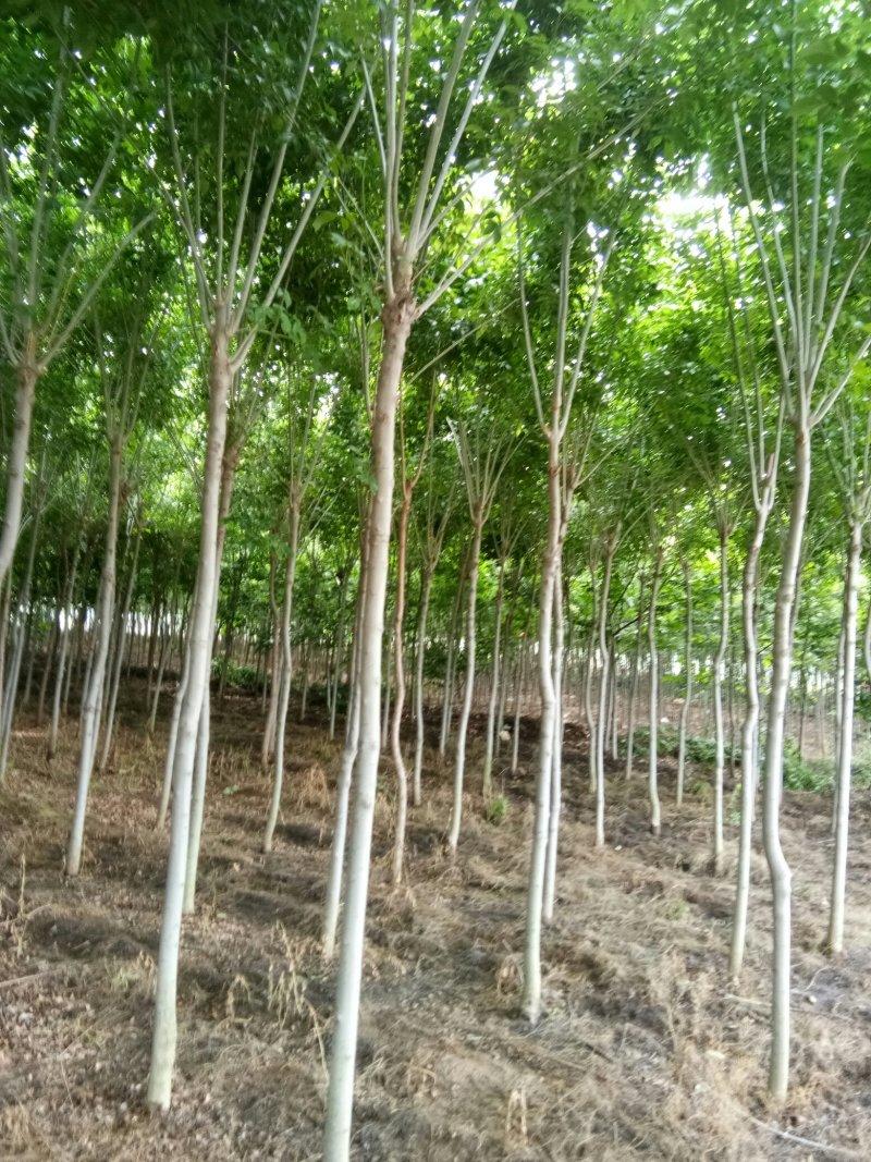 出售7-10公分白蜡