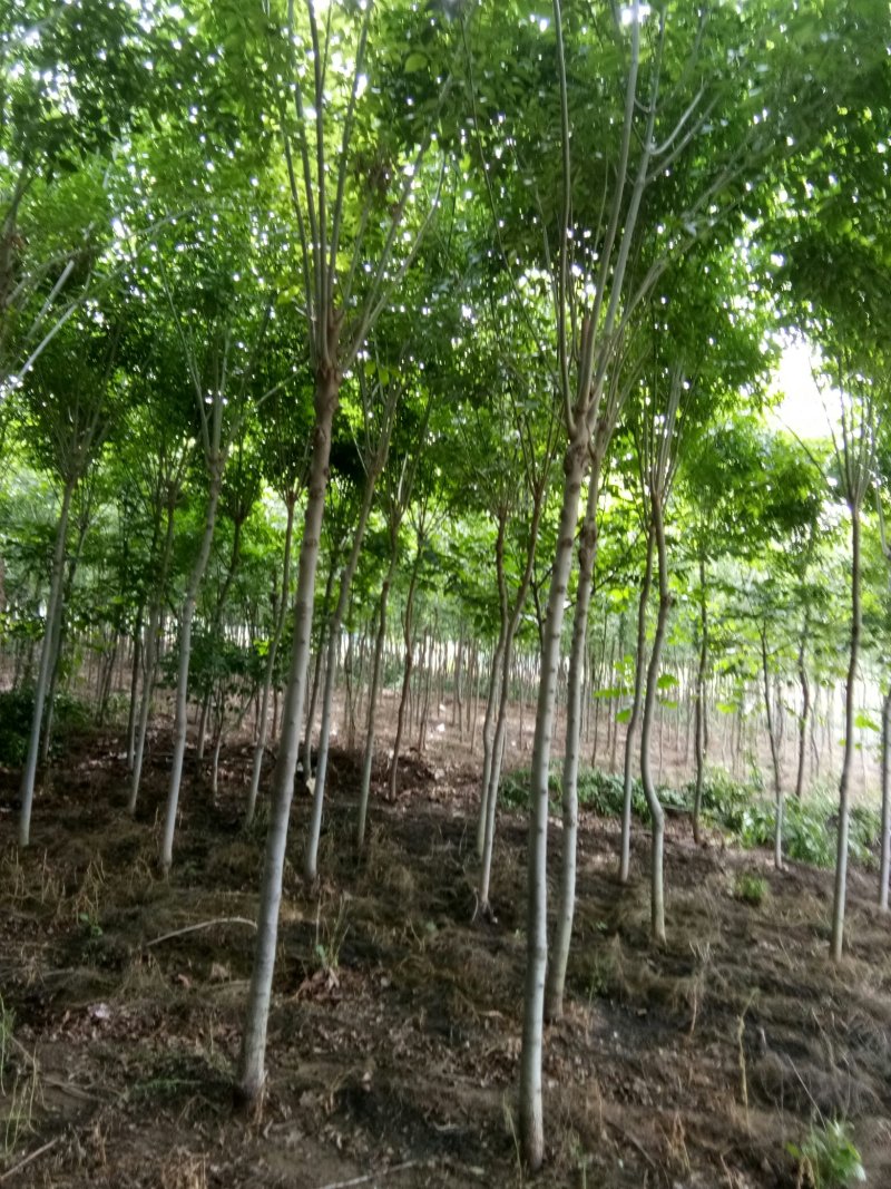 出售7-10公分白蜡