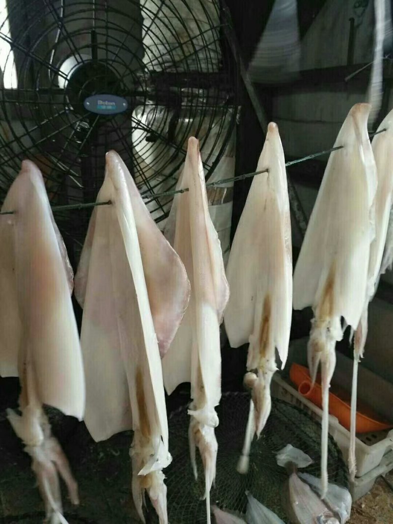 北海正宗船上吊晒鱿鱼