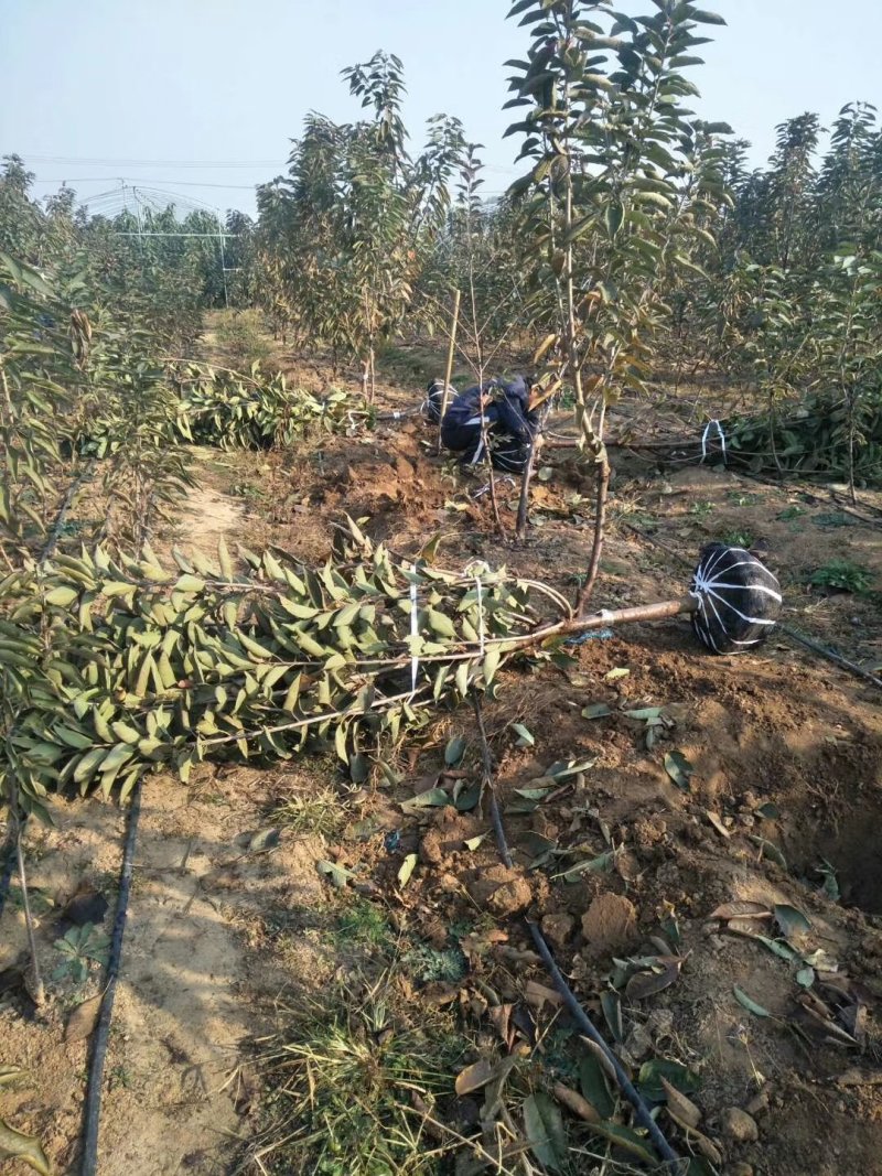 矮化樱桃苗美早樱桃苗齐早俄罗斯八号樱桃苗