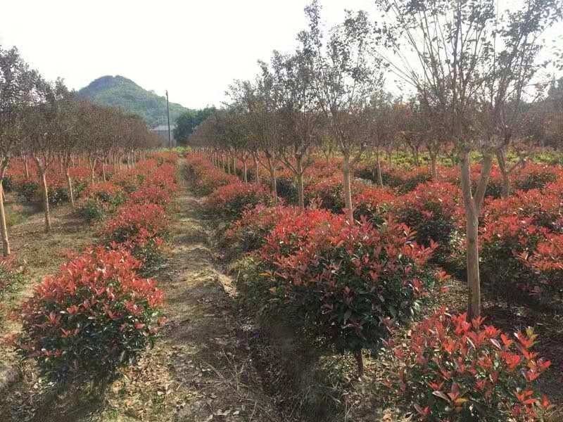 1米到4米红叶石楠球，红叶石楠球大量出售中