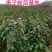 李子树苗蜂糖李子树品种纯真包栽培技术