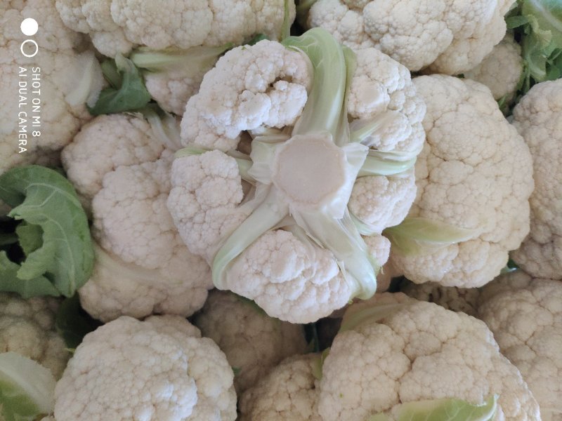【松花菜】河北大棚有机菜花新鲜松花菜产地直发一手货源代发