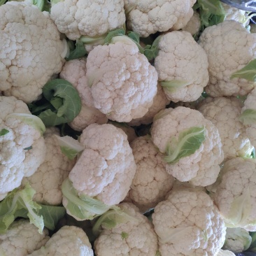 【松花菜】河北大棚有机菜花新鲜松花菜产地直发一手货源代发