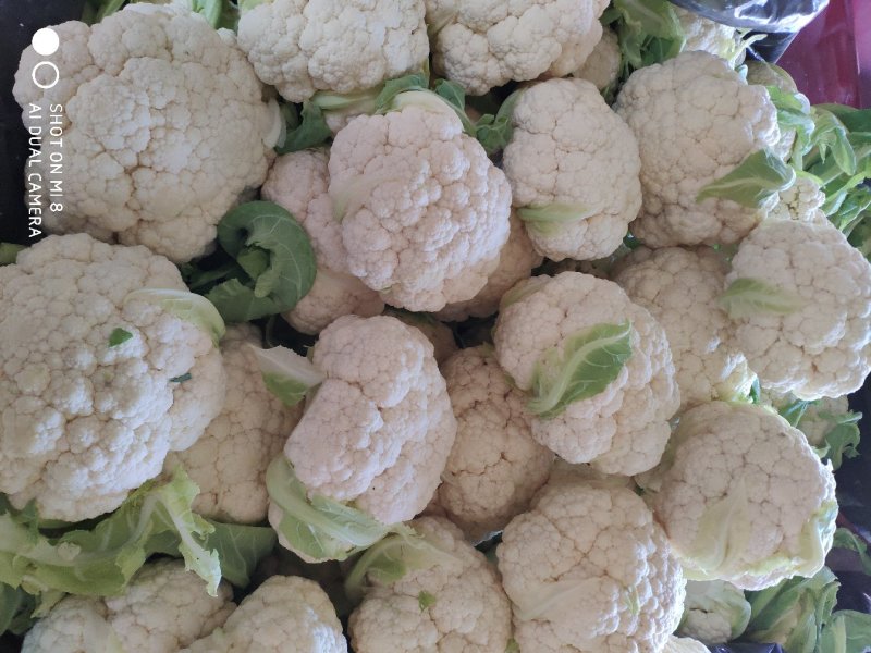 【松花菜】河北大棚有机菜花新鲜松花菜产地直发一手货源代发