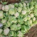 【松花菜】河北大棚有机菜花新鲜松花菜产地直发一手货源代发