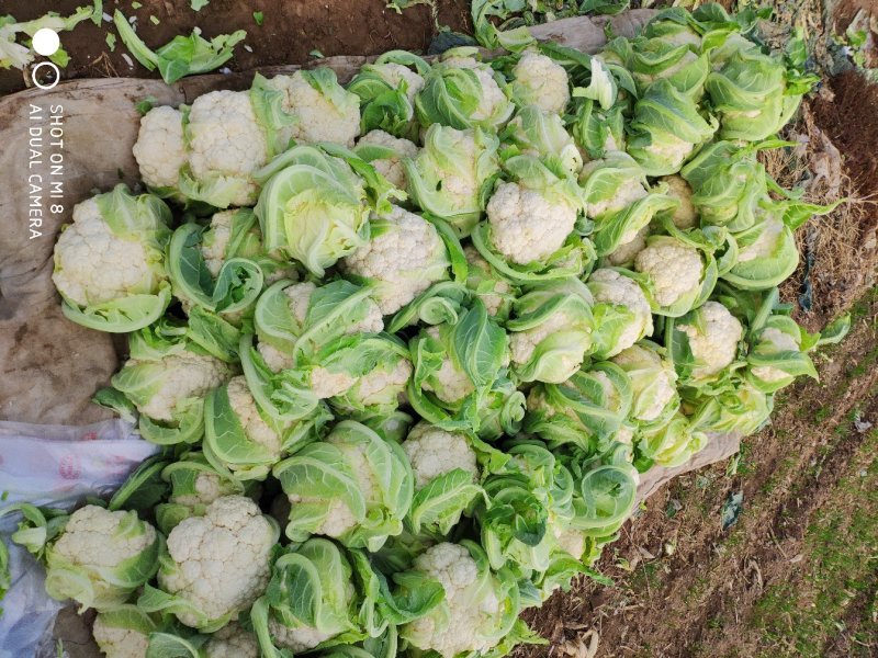 【松花菜】河北大棚有机菜花新鲜松花菜产地直发一手货源代发