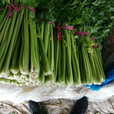 山东聊城西芹，大量上市，