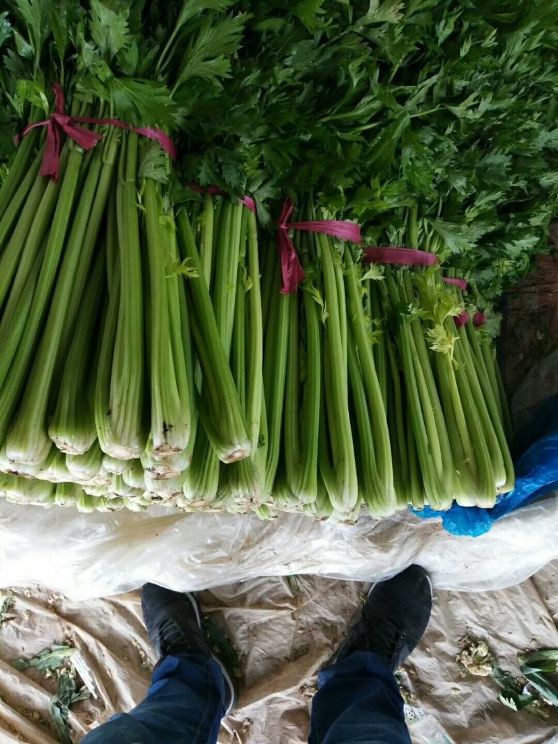 山东聊城西芹，大量上市，