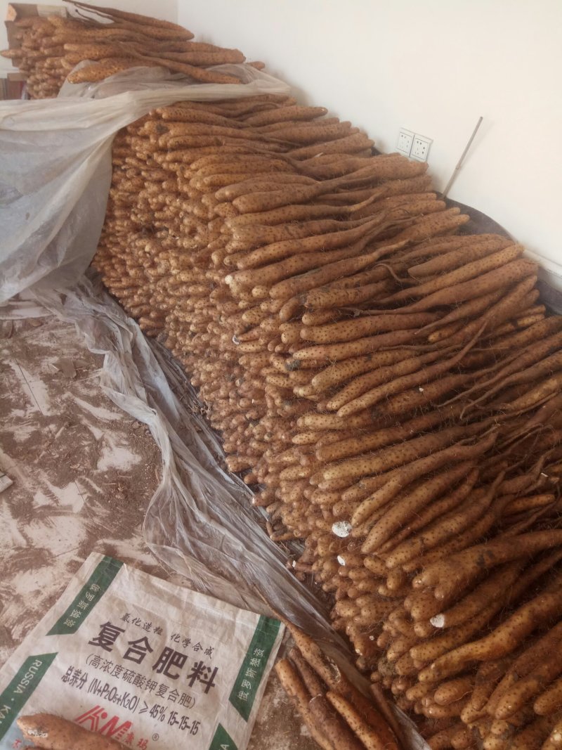 【精品】平度白玉山药产地直供质量保证产地直发