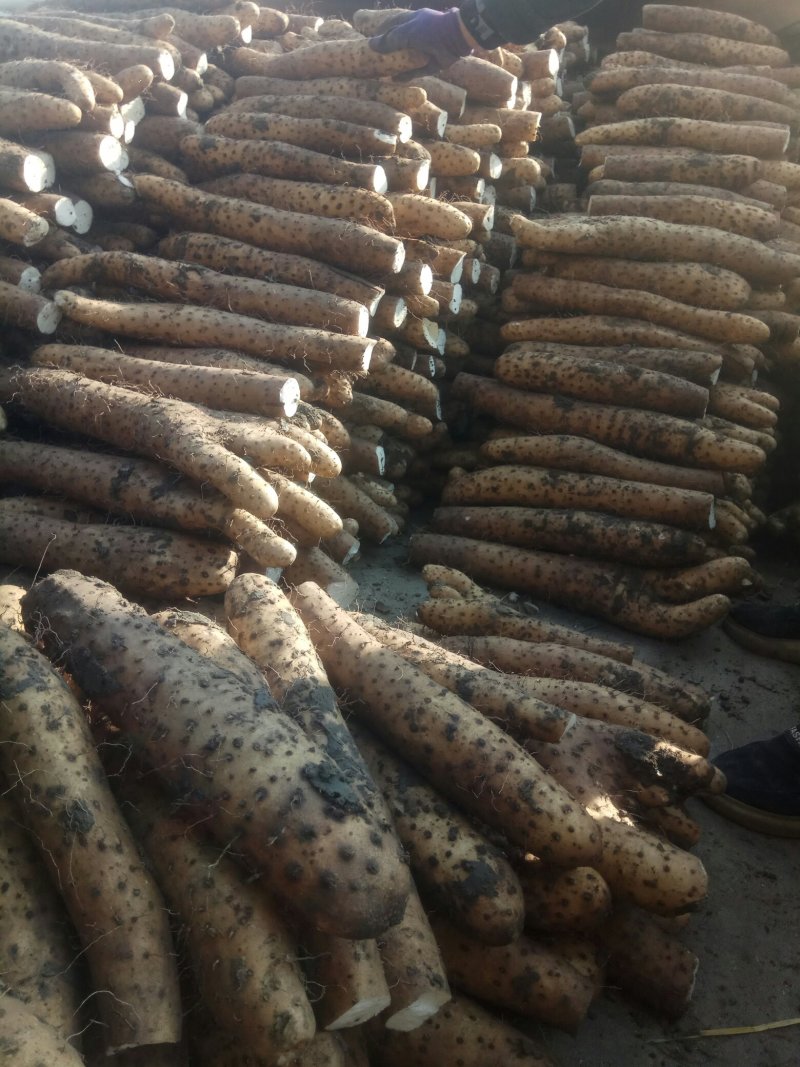 【精品】平度白玉山药产地直供质量保证产地直发