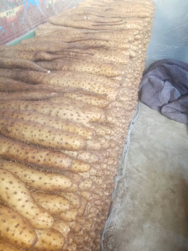 【精品】平度白玉山药产地直供质量保证产地直发