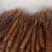 【精品】平度白玉山药产地直供质量保证产地直发