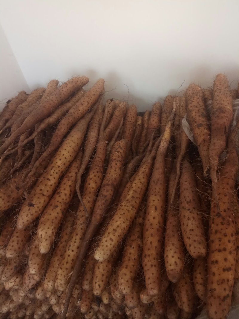 【精品】平度白玉山药产地直供质量保证产地直发