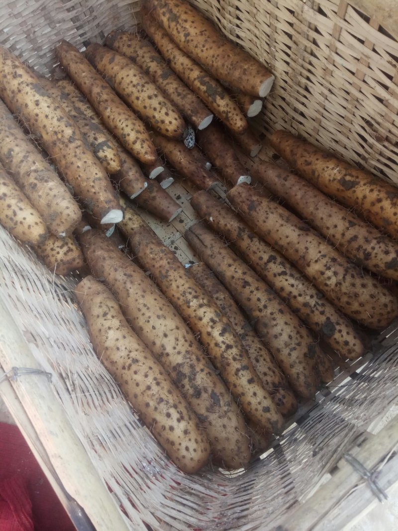 【精品】平度白玉山药产地直供质量保证产地直发