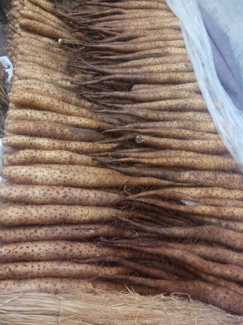 【精品】平度白玉山药产地直供质量保证产地直发