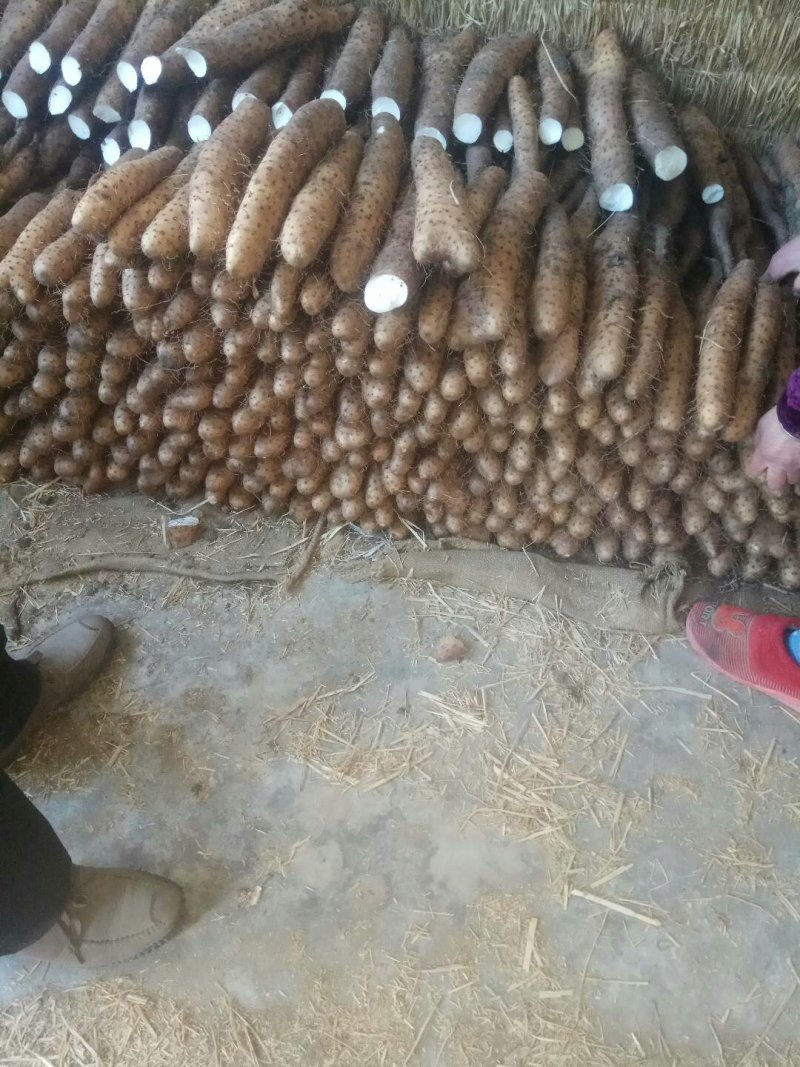 【精品】平度牛腿白玉面山药产地直供，适合各地市场，加工厂