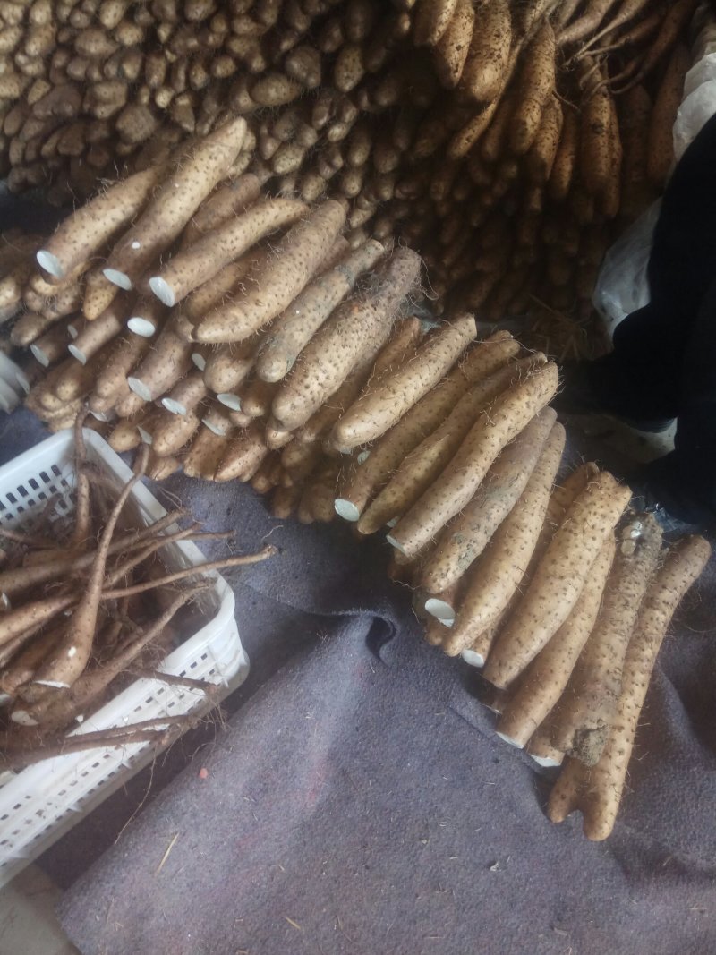 【精品】平度牛腿白玉面山药产地直供，适合各地市场，加工厂