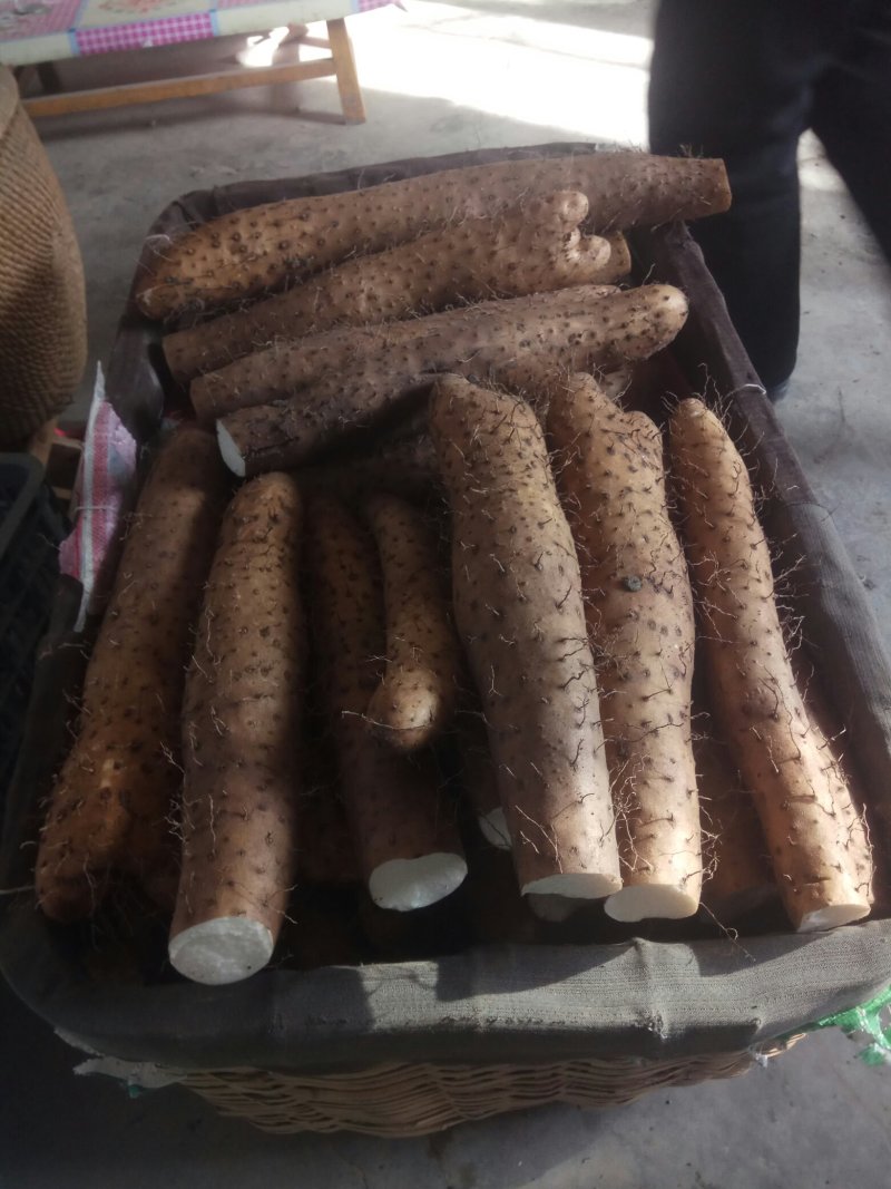 【精品】平度牛腿白玉山药产地直供全国发货质量赢市场产
