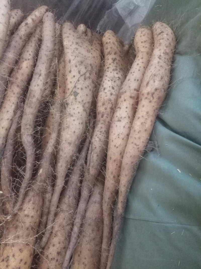 【精品】平度牛腿白玉山药产地直供全国发货质量赢市场产