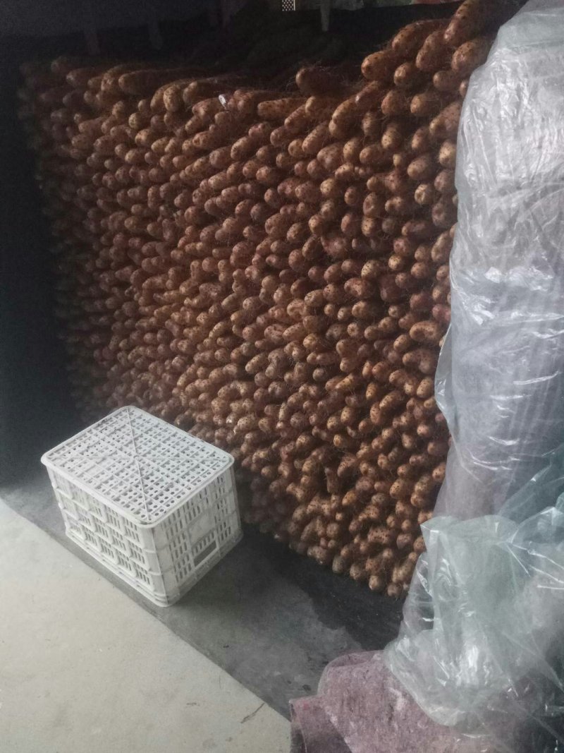 【精品】平度牛腿白玉山药产地直供全国发货质量赢市场产
