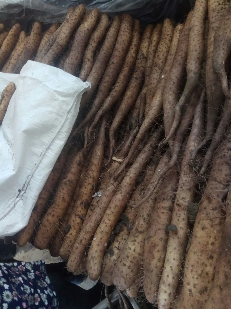 【精品】平度牛腿白玉山药产地直供全国发货质量赢市场产