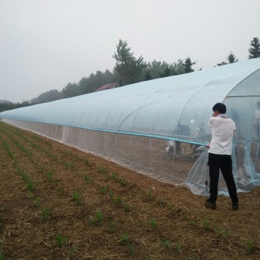 普通大棚圆管椭圆管钢架大棚单体连栋内外棚