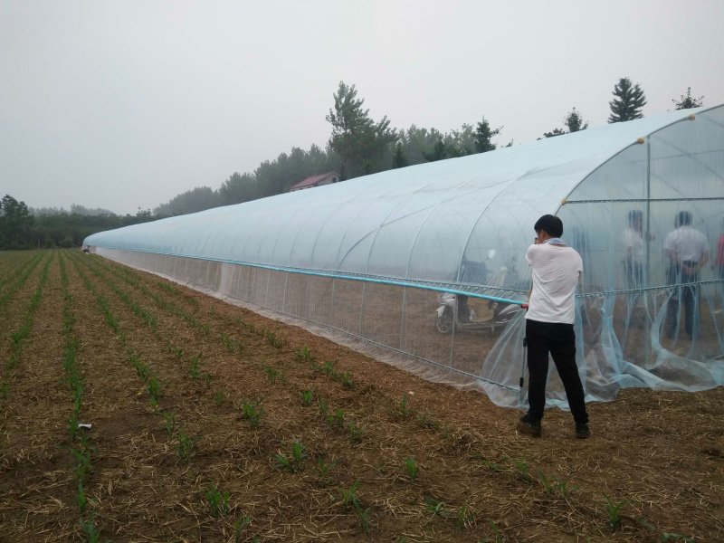 普通大棚圆管椭圆管钢架大棚单体连栋内外棚