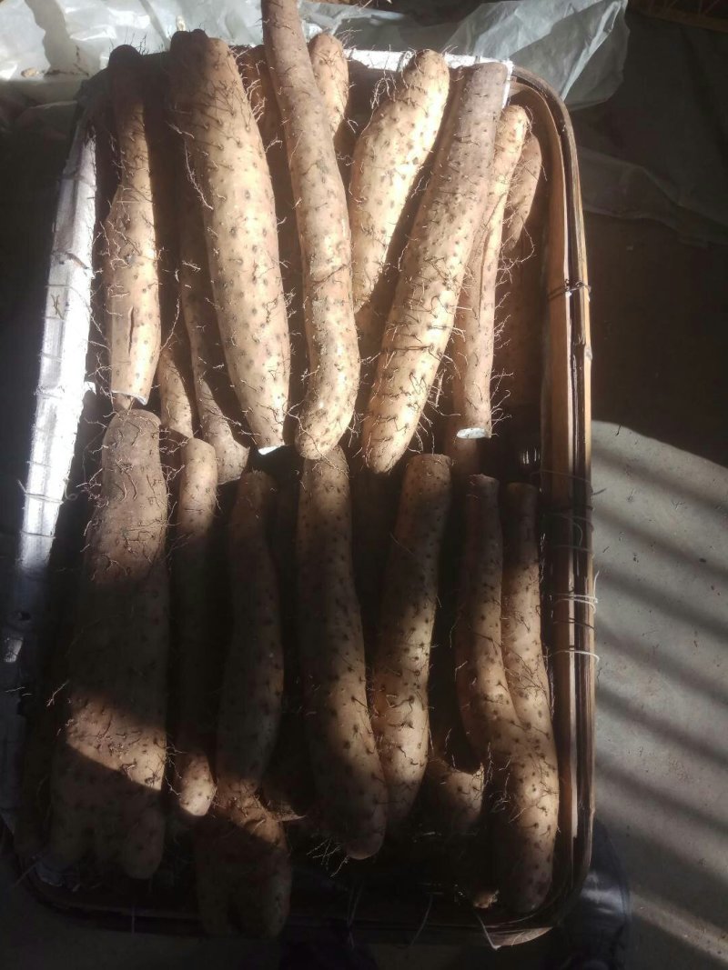 【精品】平度牛腿白玉山药产地直供质量保证诚信赢天下产地