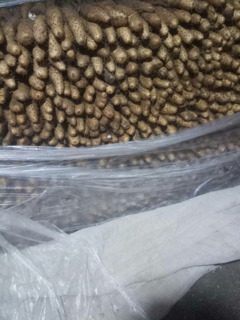【精品】平度牛腿白玉山药产地直供质量保证诚信赢天下产地