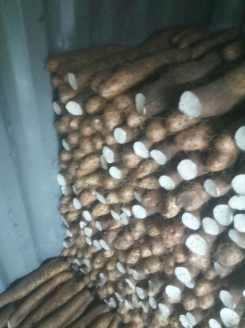 【精品】平度牛腿白玉山药产地直供质量保证诚信赢天下产地
