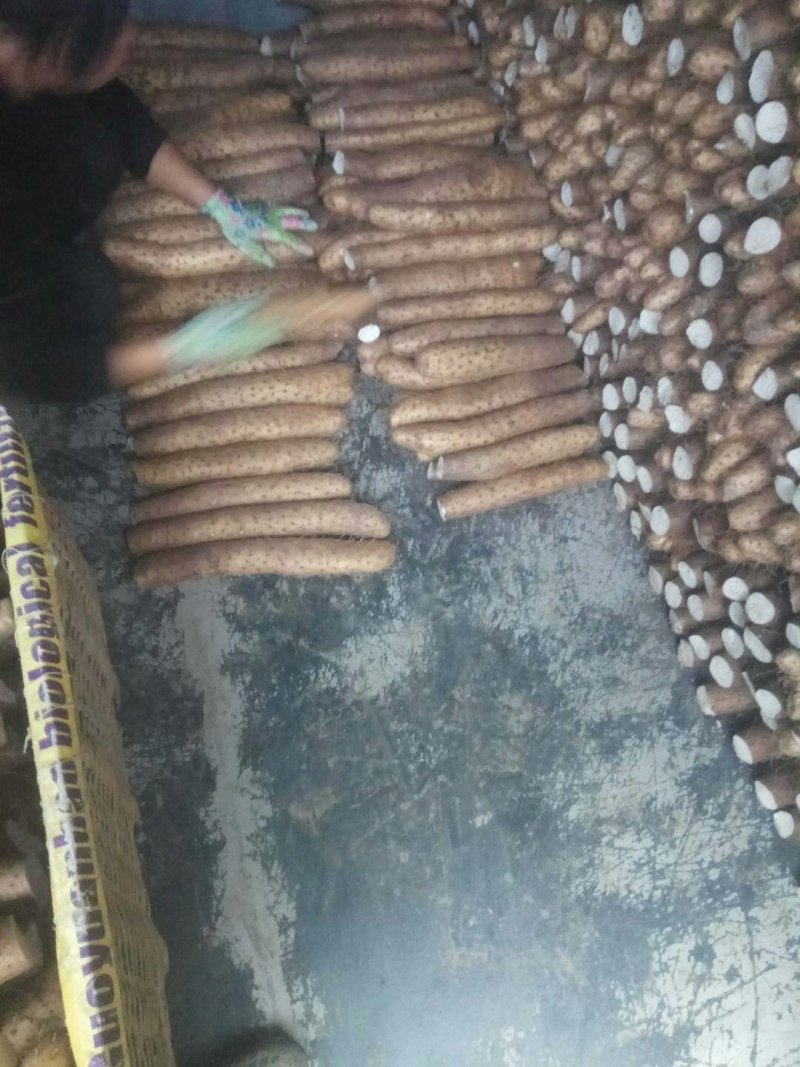 【精品】平度牛腿白玉山药产地直供质量保证诚信赢天下产地