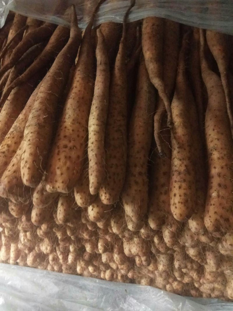 【精品】平度牛腿白玉山药产地直供质量保证诚信赢天下产地