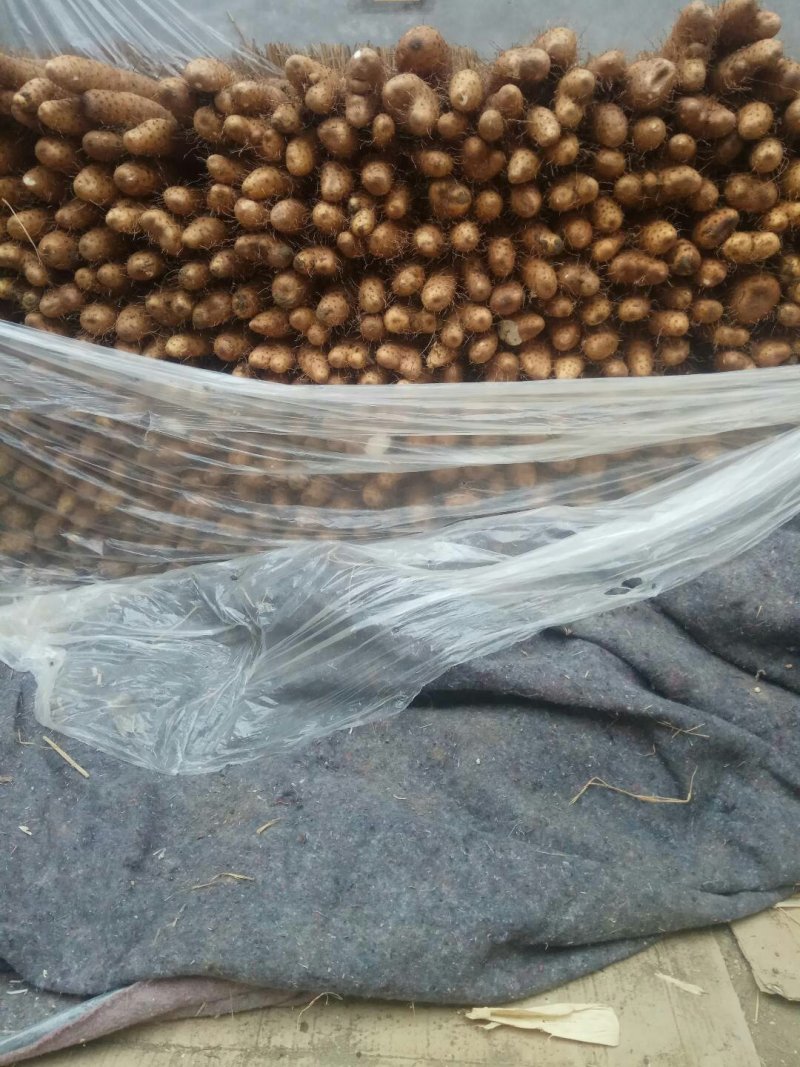 【精品】平度牛腿白玉山药产地直供质量保证诚信赢天下产地