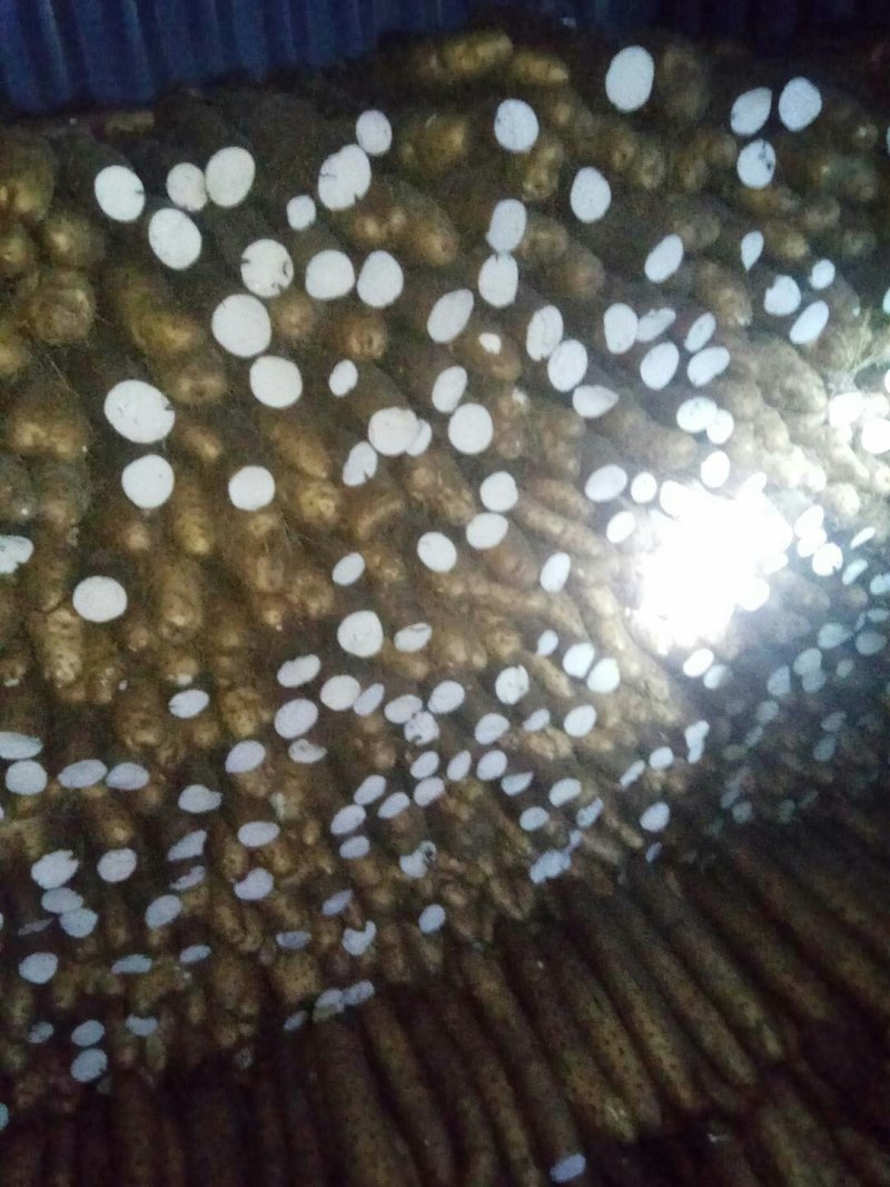 【精品】平度牛腿白玉山药产地直供质量保证诚信赢天下产地