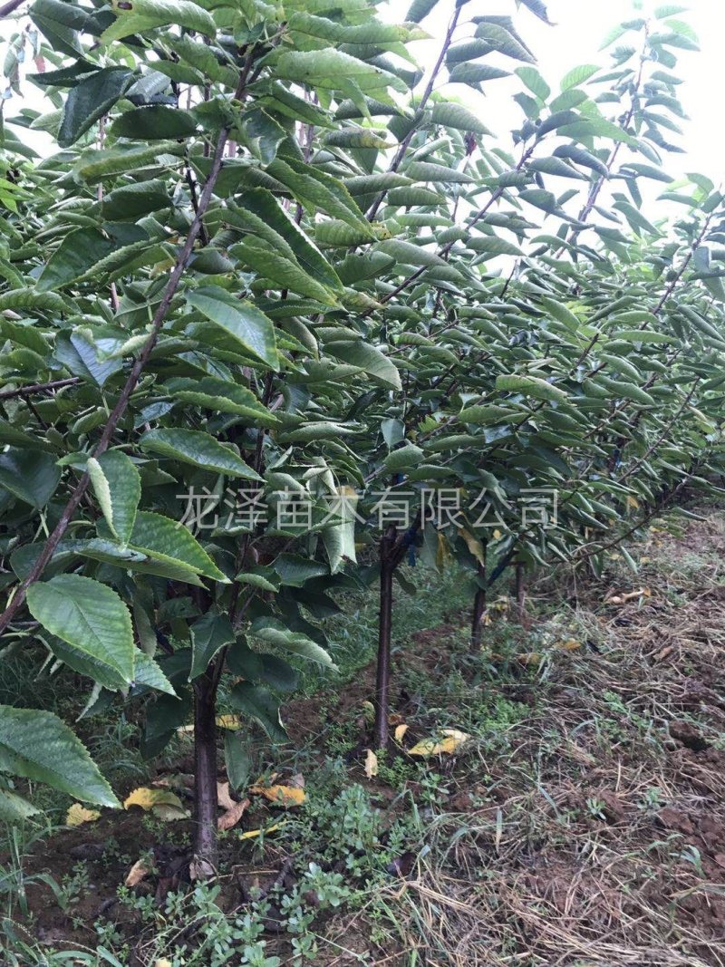 矮化樱桃苗美早樱桃苗齐早俄罗斯八号樱桃苗