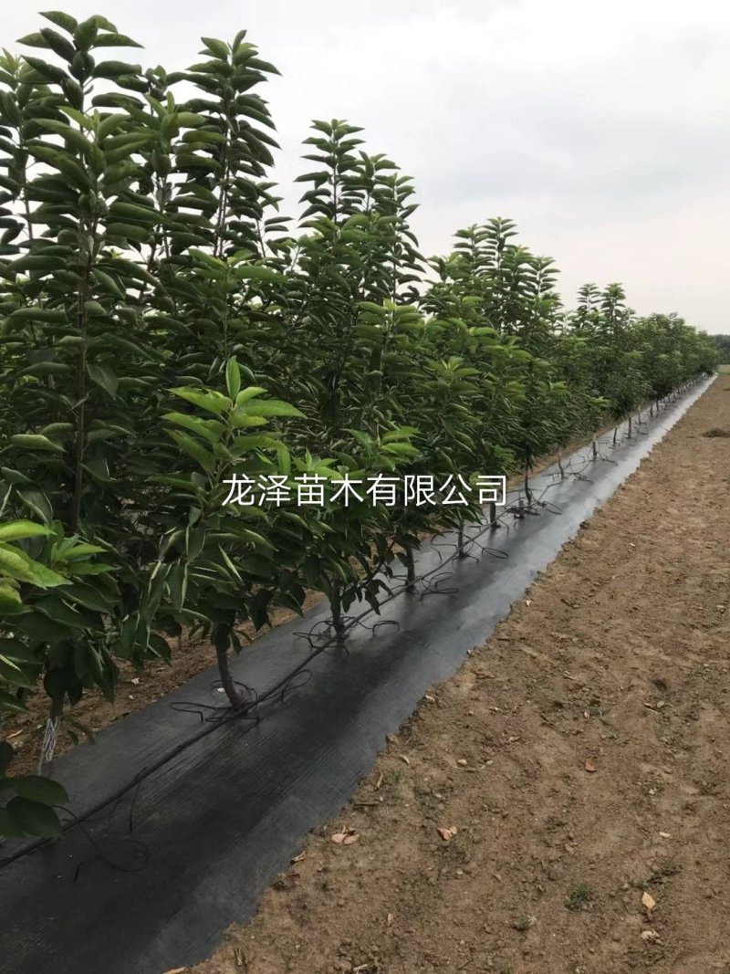 矮化樱桃苗美早樱桃苗齐早俄罗斯八号樱桃苗