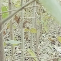 桑树苗
