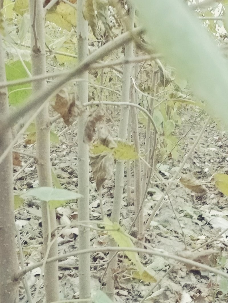 桑树苗