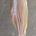 鱼干