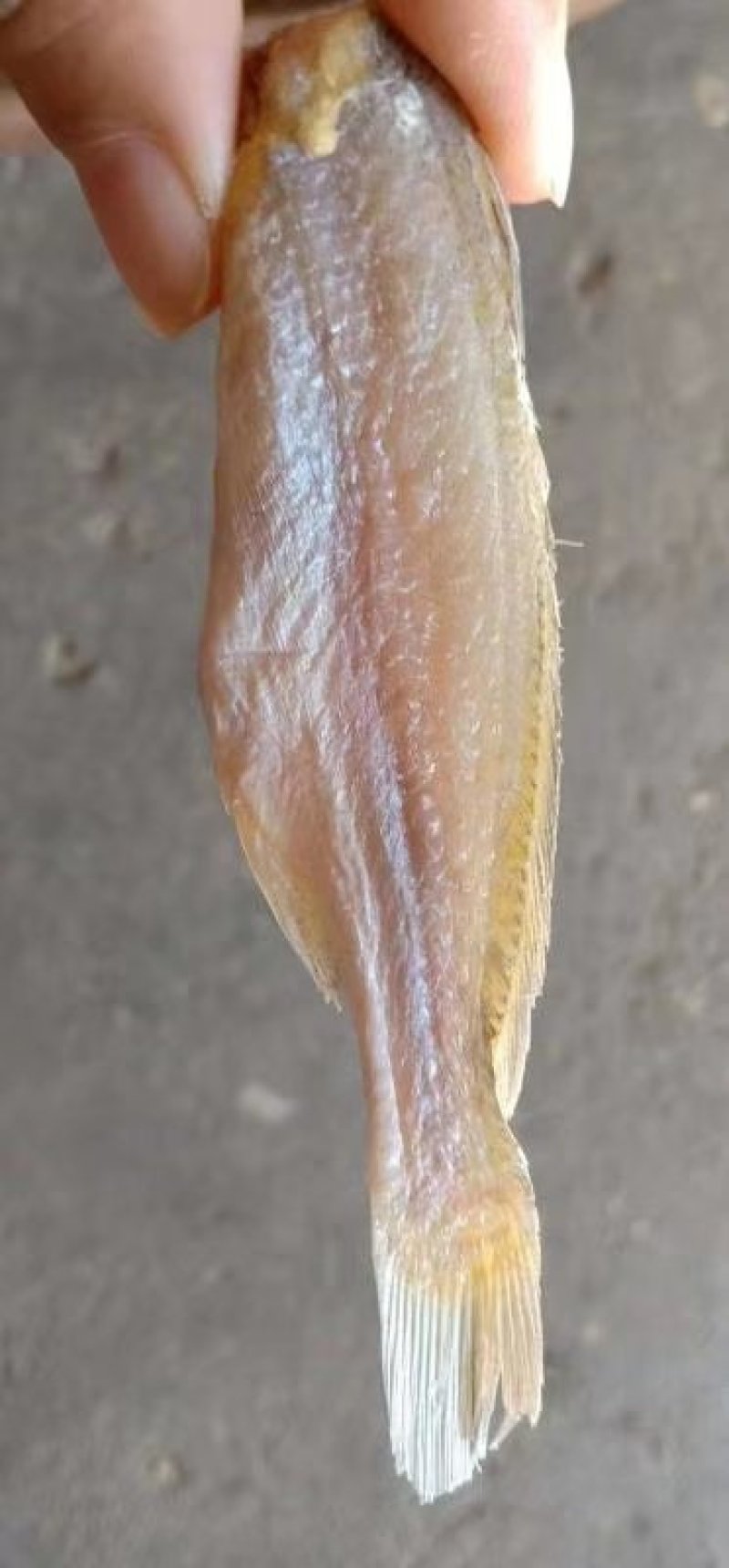鱼干