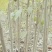 桑树苗