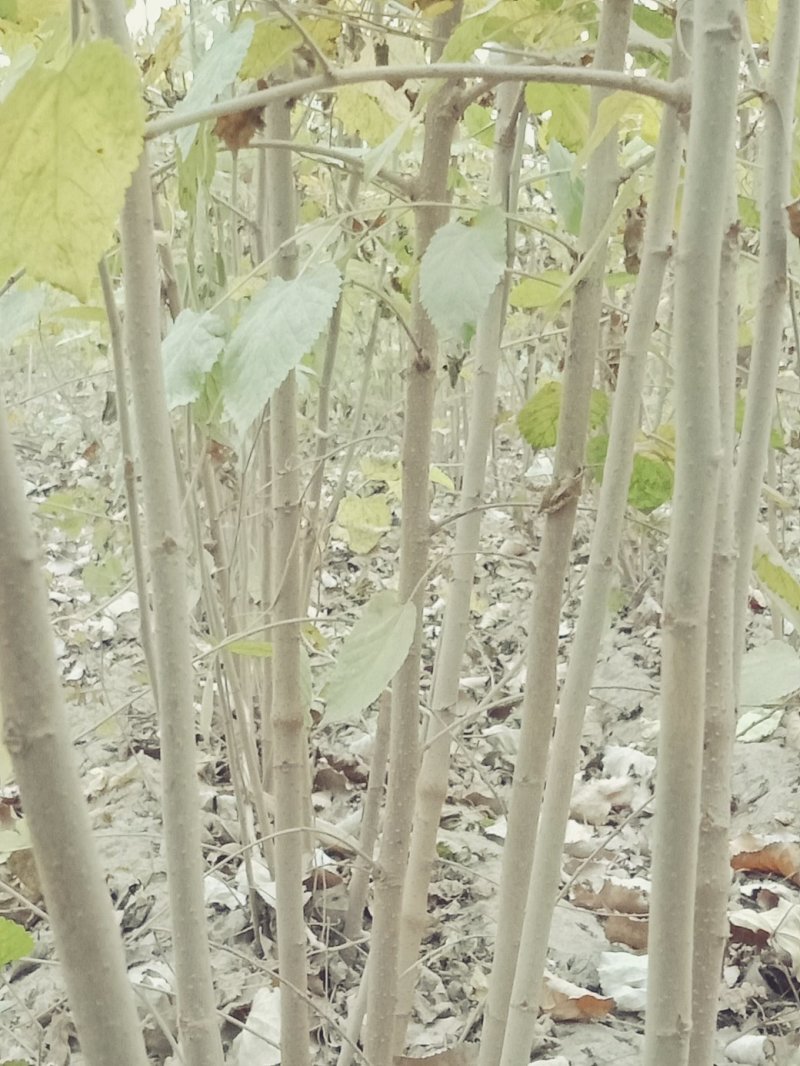 桑树苗