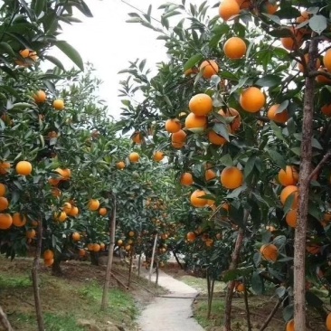 橙