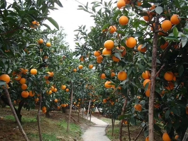 橙
