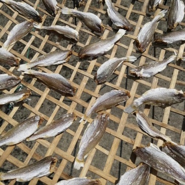 鱼干