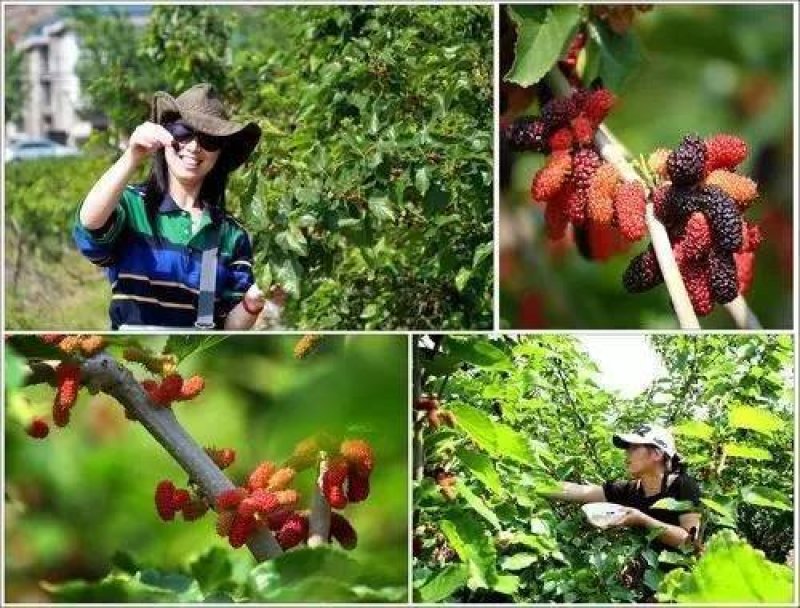 桑葚干