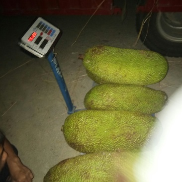 菠萝蜜开始卖