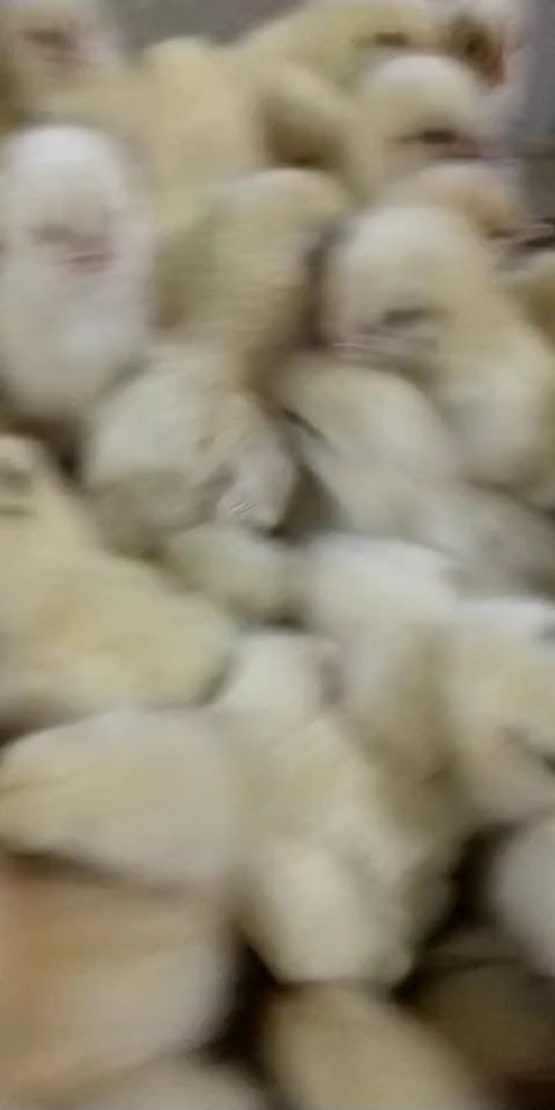 817肉杂鸡苗