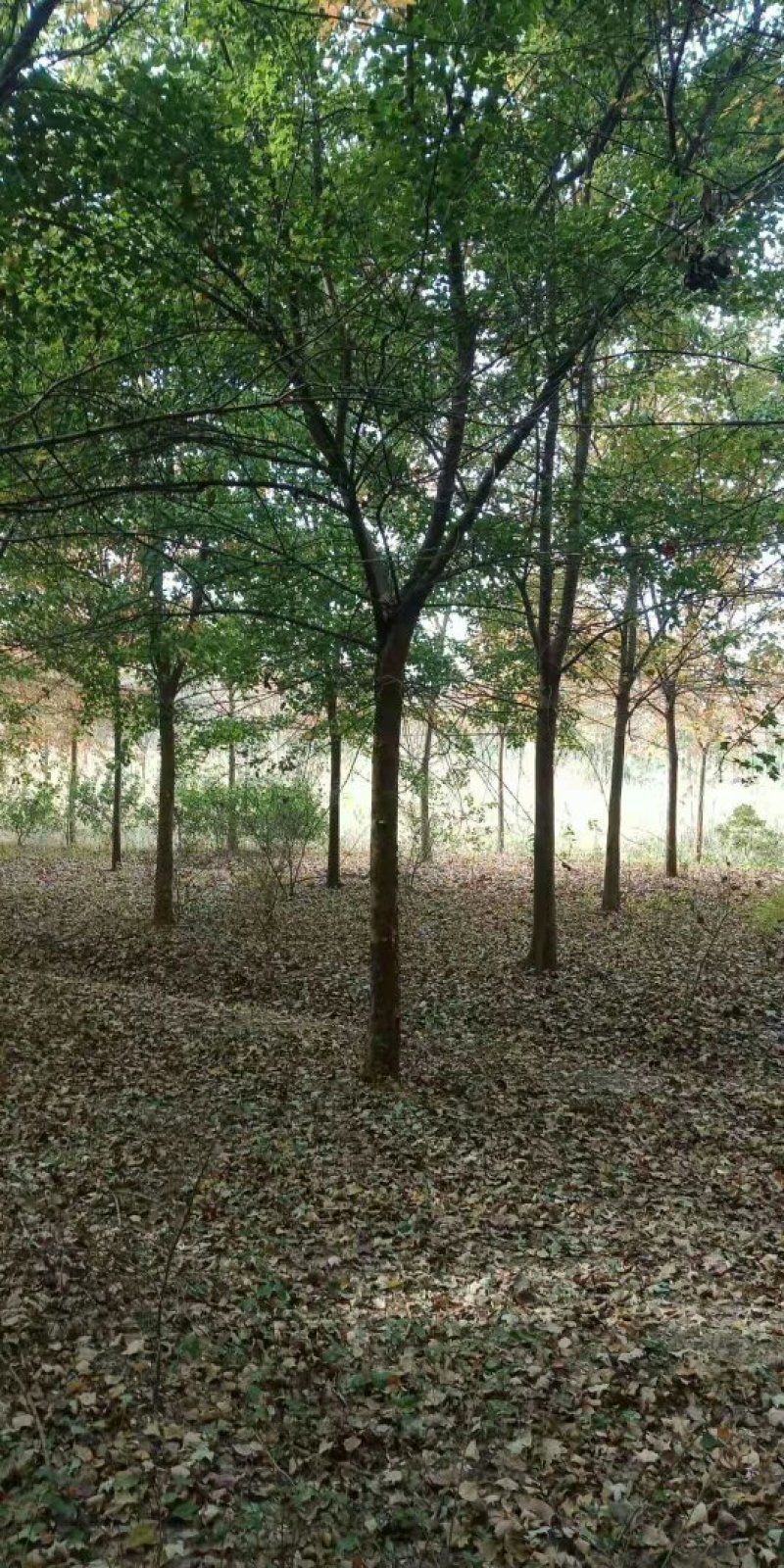 绿化苗木